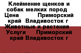 Клеймение щенков и собак мелких пород › Цена ­ 350 - Приморский край, Владивосток г. Животные и растения » Услуги   . Приморский край,Владивосток г.